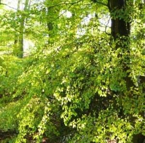 Magic Garden Guided Visualization MP3